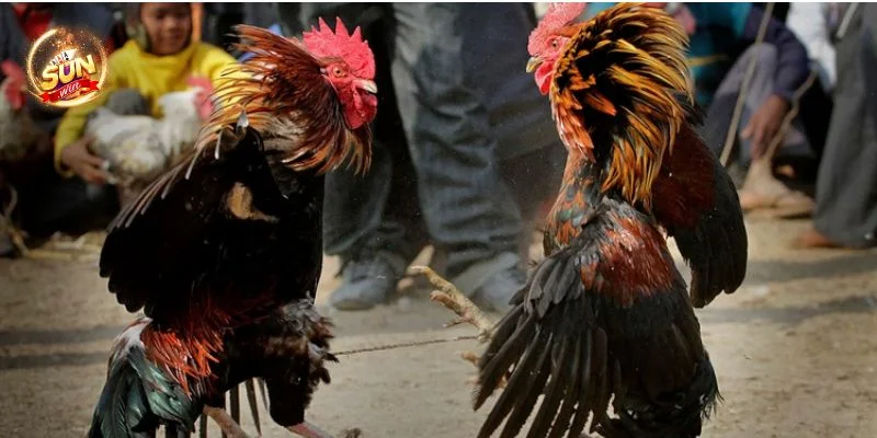 Hé Lộ 5+ Mẹo Đá Gà Hay Thắng Như Cao Thủ Cược Sunwin 3 Hé Lộ 5+ Mẹo Đá Gà Hay Thắng Như Cao Thủ Cược Sunwin